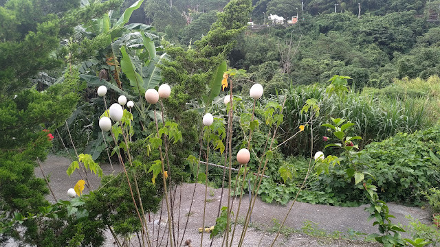 太平雲梯 - 雞蛋花