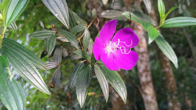 太平雲梯 - 巴西野牡丹
