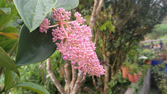 太平雲梯 - 野牡丹藤