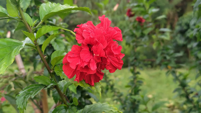 太平雲梯 - 天竺葵