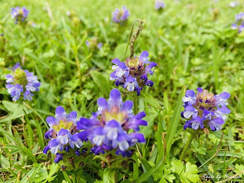 萬里抹茶小山丘~台版綠色巧克力山 一秒攻頂成功 @Bernice的隨手筆記