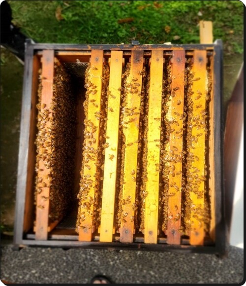 新竹景點推薦【竹北】愛蜂園《愛蜂主題館》☆預約制●寓教娛樂的蜜蜂生態導覽體驗(半日蜂農)有教育、有好玩、有好吃!!