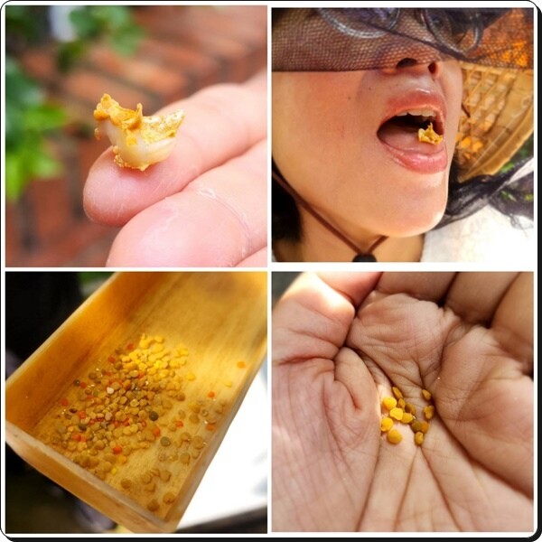 新竹景點推薦【竹北】愛蜂園《愛蜂主題館》☆預約制●寓教娛樂的蜜蜂生態導覽體驗(半日蜂農)有教育、有好玩、有好吃!!