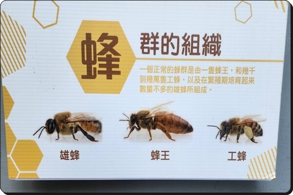 新竹景點推薦【竹北】愛蜂園《愛蜂主題館》☆預約制●寓教娛樂的蜜蜂生態導覽體驗(半日蜂農)有教育、有好玩、有好吃!!