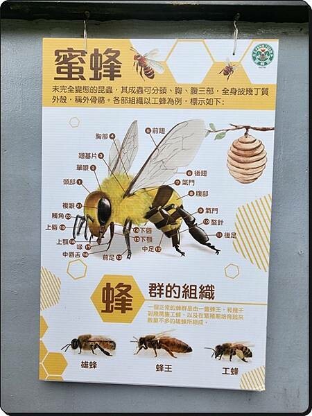 新竹景點推薦【竹北】愛蜂園《愛蜂主題館》☆預約制●寓教娛樂的蜜蜂生態導覽體驗(半日蜂農)有教育、有好玩、有好吃!!