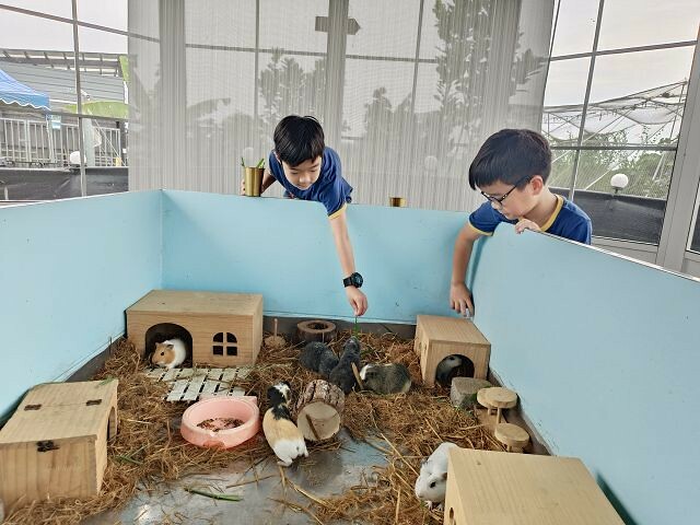 宜蘭縣礁溪鄉柯爺爺農場 | 宜蘭親子景點．近距離接觸小動物．免費變裝打卡趣．寵物友善園區