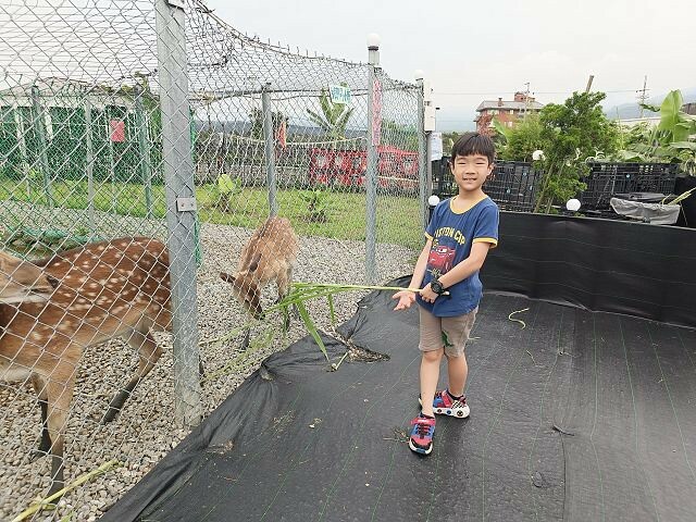 宜蘭縣礁溪鄉柯爺爺農場 | 宜蘭親子景點．近距離接觸小動物．免費變裝打卡趣．寵物友善園區