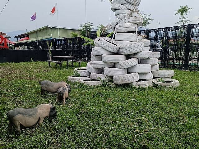 宜蘭縣礁溪鄉柯爺爺農場 | 宜蘭親子景點．近距離接觸小動物．免費變裝打卡趣．寵物友善園區