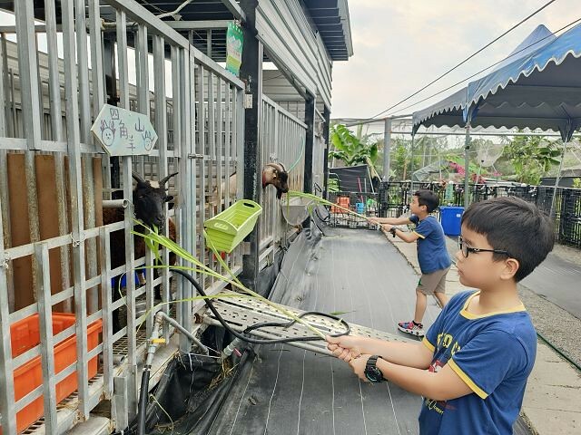 宜蘭縣礁溪鄉柯爺爺農場 | 宜蘭親子景點．近距離接觸小動物．免費變裝打卡趣．寵物友善園區