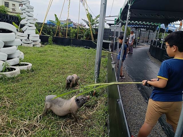 宜蘭縣礁溪鄉柯爺爺農場 | 宜蘭親子景點．近距離接觸小動物．免費變裝打卡趣．寵物友善園區