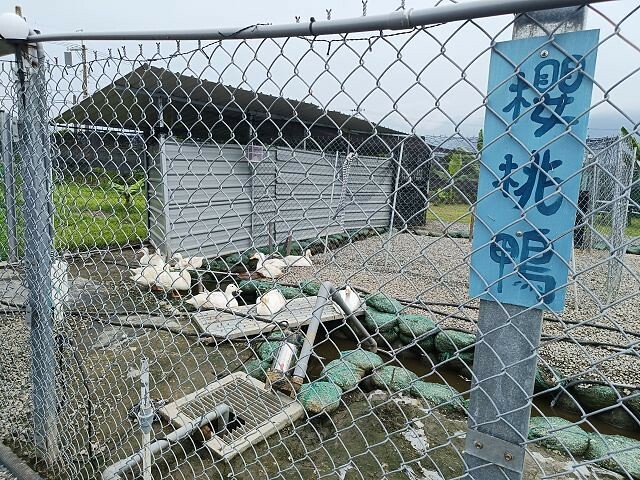 宜蘭縣礁溪鄉柯爺爺農場 | 宜蘭親子景點．近距離接觸小動物．免費變裝打卡趣．寵物友善園區