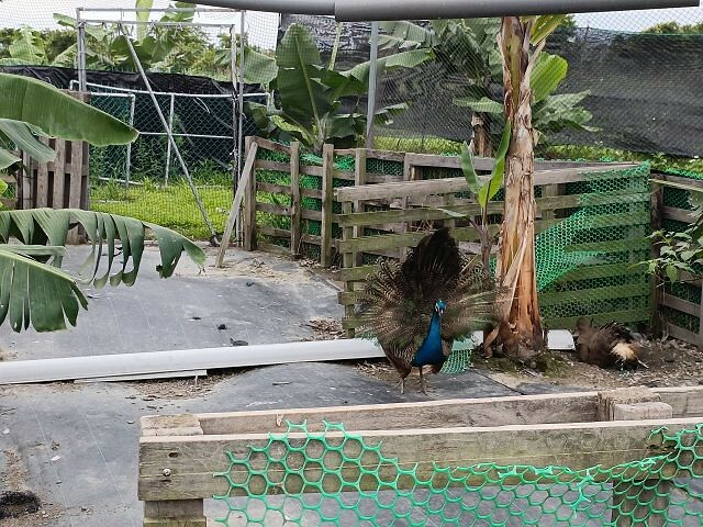 宜蘭縣礁溪鄉柯爺爺農場 | 宜蘭親子景點．近距離接觸小動物．免費變裝打卡趣．寵物友善園區