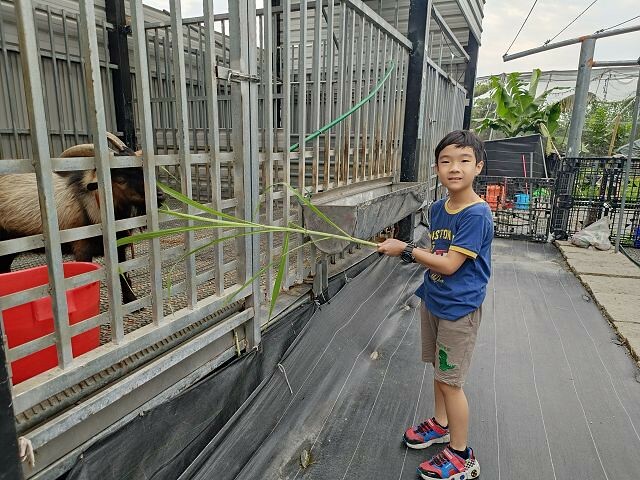 宜蘭縣礁溪鄉柯爺爺農場 | 宜蘭親子景點．近距離接觸小動物．免費變裝打卡趣．寵物友善園區
