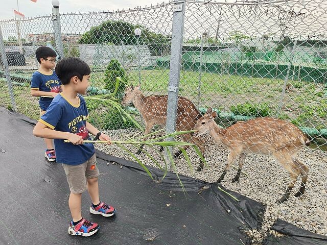 宜蘭縣礁溪鄉柯爺爺農場 | 宜蘭親子景點．近距離接觸小動物．免費變裝打卡趣．寵物友善園區