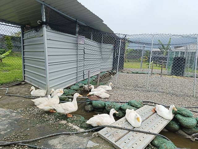 宜蘭縣礁溪鄉柯爺爺農場 | 宜蘭親子景點．近距離接觸小動物．免費變裝打卡趣．寵物友善園區