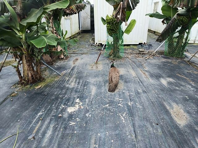 宜蘭縣礁溪鄉柯爺爺農場 | 宜蘭親子景點．近距離接觸小動物．免費變裝打卡趣．寵物友善園區