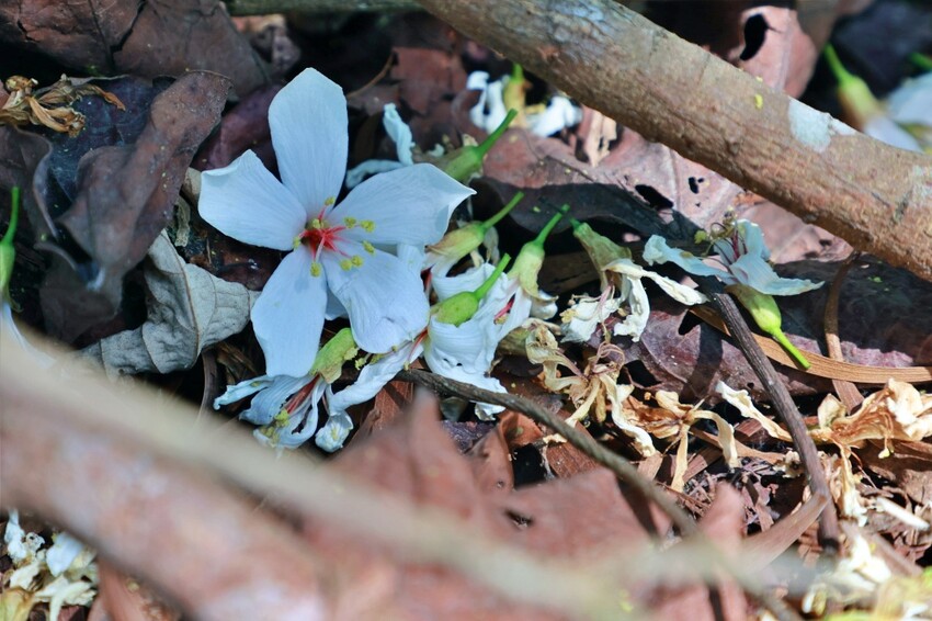 彰化縣員林市員林景點推薦客底遊員林相遇賞桐趣｜2024員林桐花小旅行，藤山步道、藤山市集～雪白登場