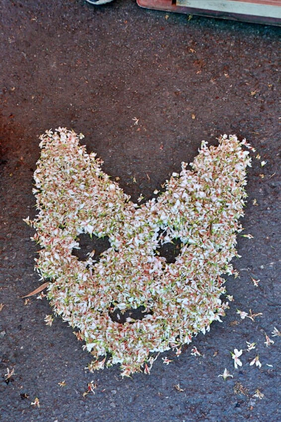 彰化縣員林市員林景點推薦客底遊員林相遇賞桐趣｜2024員林桐花小旅行，藤山步道、藤山市集～雪白登場