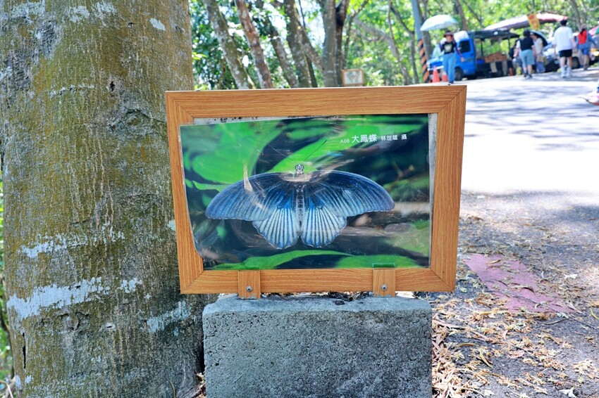 彰化縣員林市員林景點推薦客底遊員林相遇賞桐趣｜2024員林桐花小旅行，藤山步道、藤山市集～雪白登場