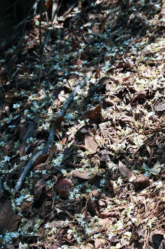 彰化縣員林市員林景點推薦客底遊員林相遇賞桐趣｜2024員林桐花小旅行，藤山步道、藤山市集～雪白登場