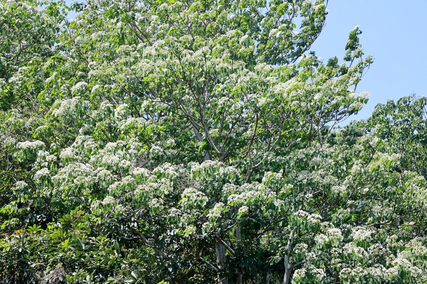 彰化縣員林市員林景點推薦客底遊員林相遇賞桐趣｜2024員林桐花小旅行，藤山步道、藤山市集～雪白登場