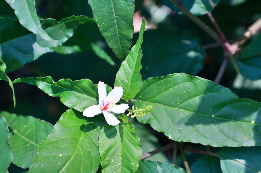 彰化縣員林市員林景點推薦客底遊員林相遇賞桐趣｜2024員林桐花小旅行，藤山步道、藤山市集～雪白登場