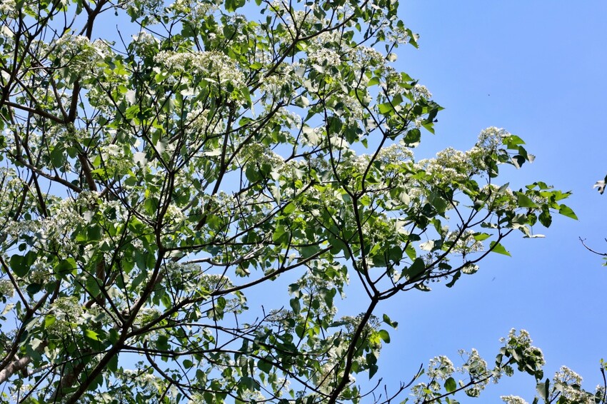 彰化縣員林市員林景點推薦客底遊員林相遇賞桐趣｜2024員林桐花小旅行，藤山步道、藤山市集～雪白登場