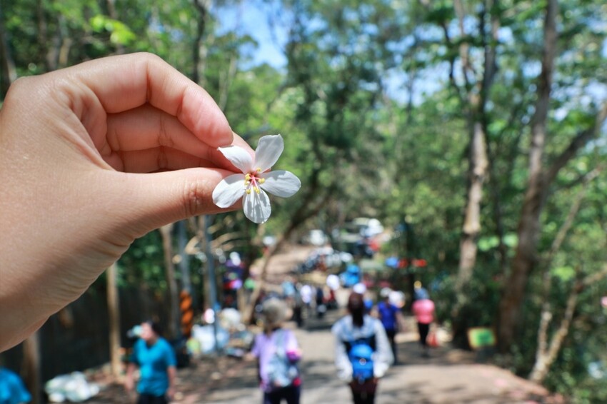 彰化縣員林市員林景點推薦客底遊員林相遇賞桐趣｜2024員林桐花小旅行，藤山步道、藤山市集～雪白登場