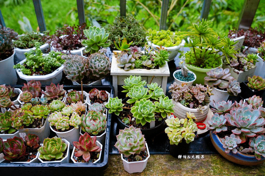 基國派老教堂,全台最美石砌老教堂,通往天堂之鑰,桃園復興景點