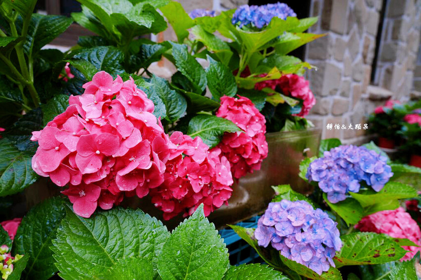 基國派老教堂,全台最美石砌老教堂,通往天堂之鑰,桃園復興景點