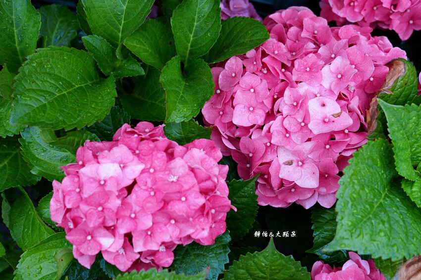 基國派老教堂,全台最美石砌老教堂,通往天堂之鑰,桃園復興景點