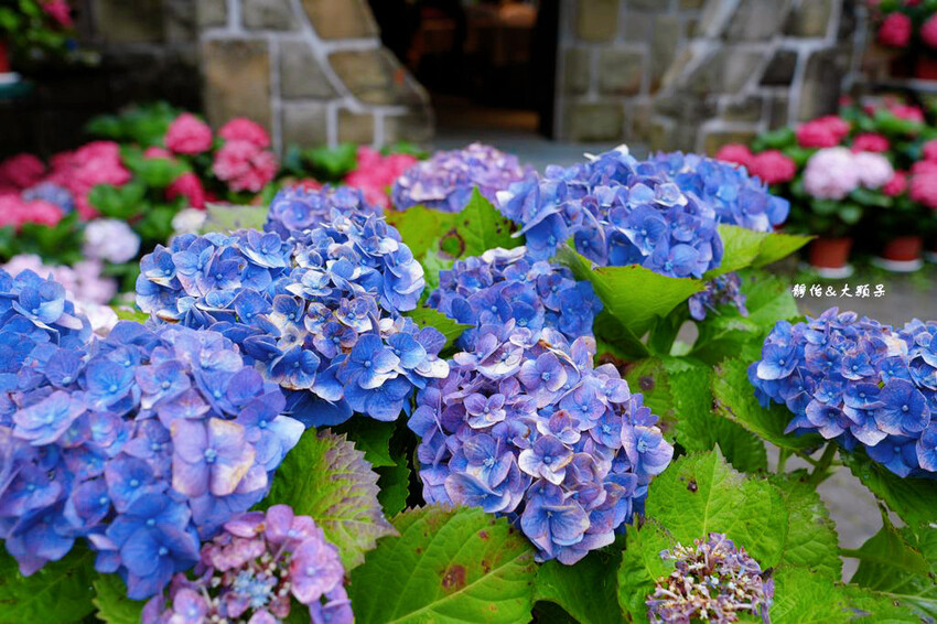 基國派老教堂,全台最美石砌老教堂,通往天堂之鑰,桃園復興景點