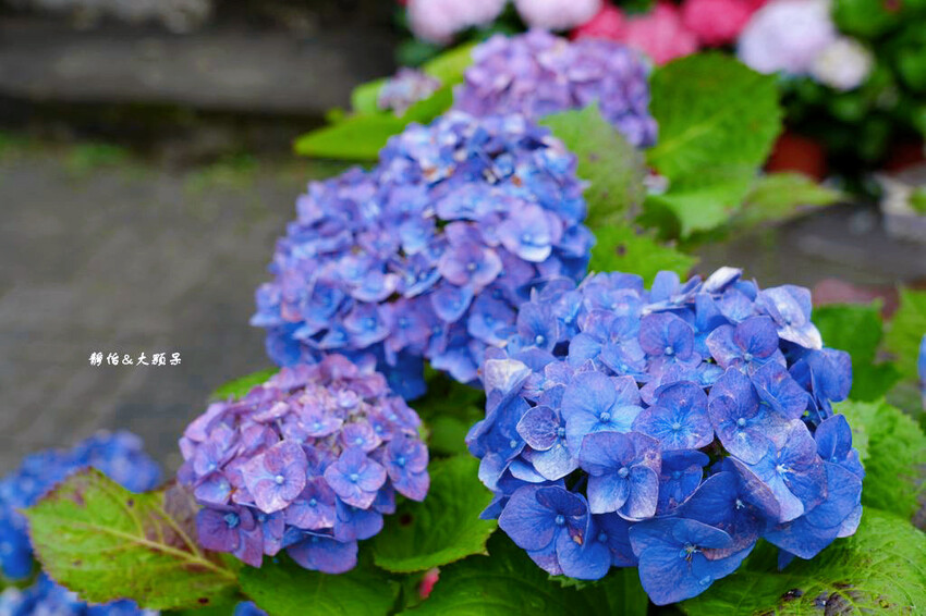 基國派老教堂,全台最美石砌老教堂,通往天堂之鑰,桃園復興景點