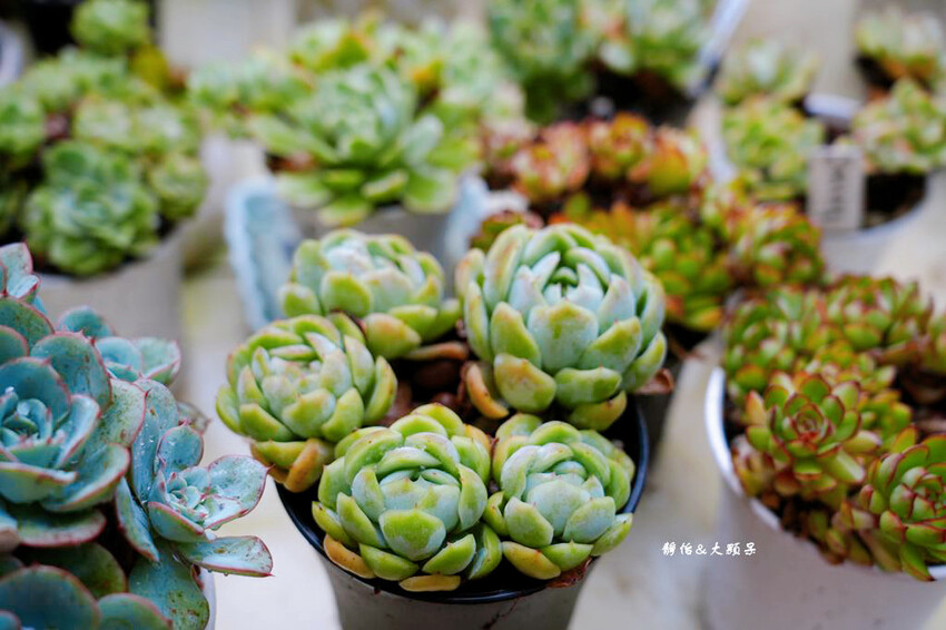 基國派老教堂,全台最美石砌老教堂,通往天堂之鑰,桃園復興景點