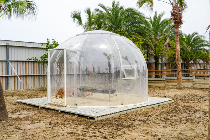 新竹香山｜廢物媽媽育兒農場．全園區採網路預約制！零距離可愛動物餵食，水豚君、梅花鹿、黑鼻羊、浣熊等～