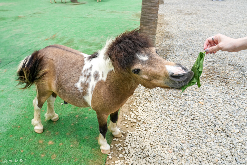 新竹香山｜廢物媽媽育兒農場．全園區採網路預約制！零距離可愛動物餵食，水豚君、梅花鹿、黑鼻羊、浣熊等～