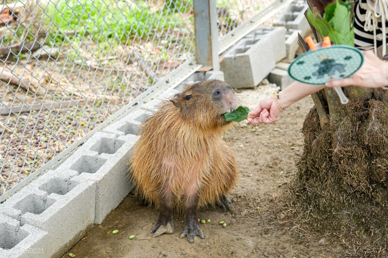 新竹香山｜廢物媽媽育兒農場．全園區採網路預約制！零距離可愛動物餵食，水豚君、梅花鹿、黑鼻羊、浣熊等～
