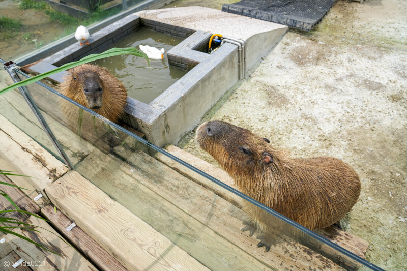 新竹香山｜廢物媽媽育兒農場．全園區採網路預約制！零距離可愛動物餵食，水豚君、梅花鹿、黑鼻羊、浣熊等～