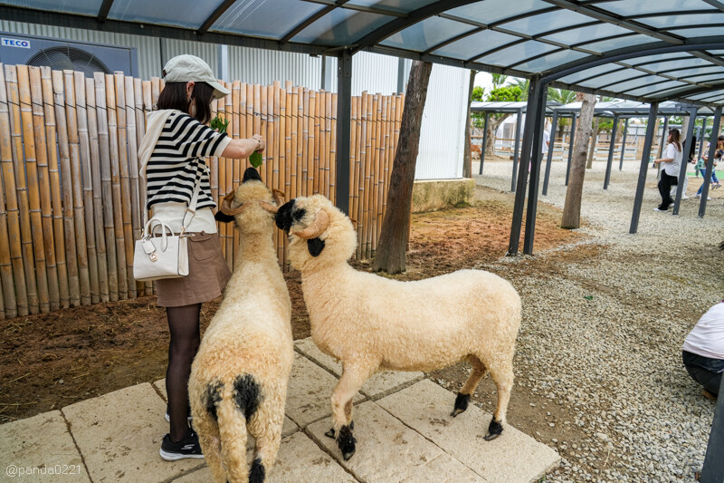 新竹香山｜廢物媽媽育兒農場．全園區採網路預約制！零距離可愛動物餵食，水豚君、梅花鹿、黑鼻羊、浣熊等～