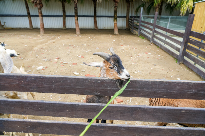 新竹香山｜廢物媽媽育兒農場．全園區採網路預約制！零距離可愛動物餵食，水豚君、梅花鹿、黑鼻羊、浣熊等～