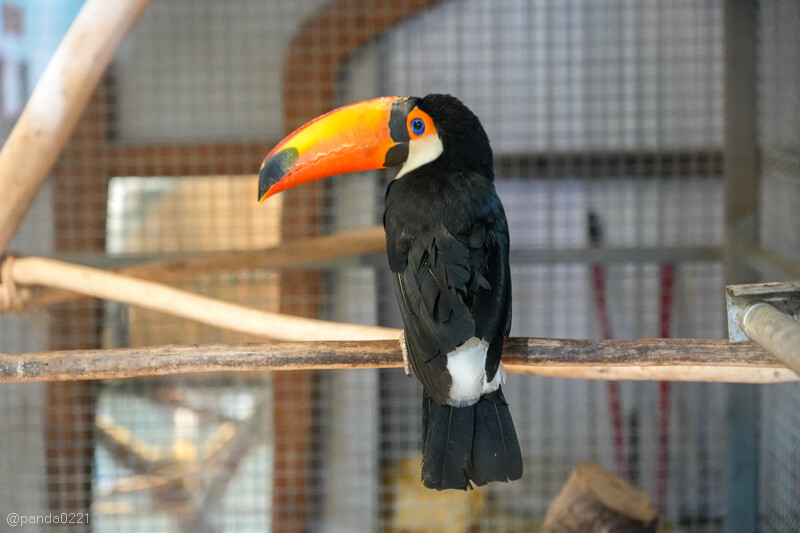 新竹香山｜廢物媽媽育兒農場．全園區採網路預約制！零距離可愛動物餵食，水豚君、梅花鹿、黑鼻羊、浣熊等～