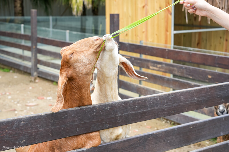 新竹香山｜廢物媽媽育兒農場．全園區採網路預約制！零距離可愛動物餵食，水豚君、梅花鹿、黑鼻羊、浣熊等～