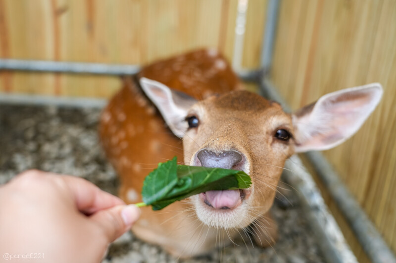 新竹香山｜廢物媽媽育兒農場．全園區採網路預約制！零距離可愛動物餵食，水豚君、梅花鹿、黑鼻羊、浣熊等～