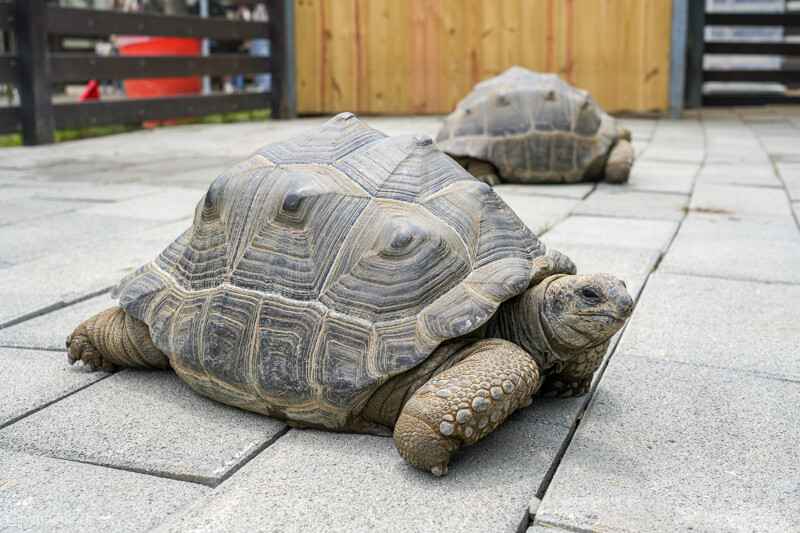 新竹香山｜廢物媽媽育兒農場．全園區採網路預約制！零距離可愛動物餵食，水豚君、梅花鹿、黑鼻羊、浣熊等～