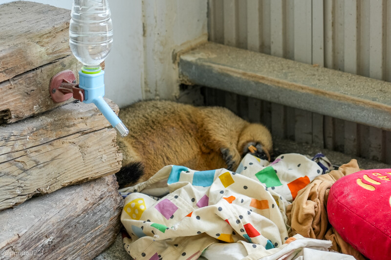 新竹香山｜廢物媽媽育兒農場．全園區採網路預約制！零距離可愛動物餵食，水豚君、梅花鹿、黑鼻羊、浣熊等～