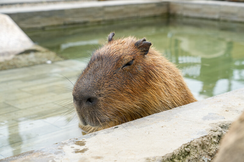 新竹香山｜廢物媽媽育兒農場．全園區採網路預約制！零距離可愛動物餵食，水豚君、梅花鹿、黑鼻羊、浣熊等～