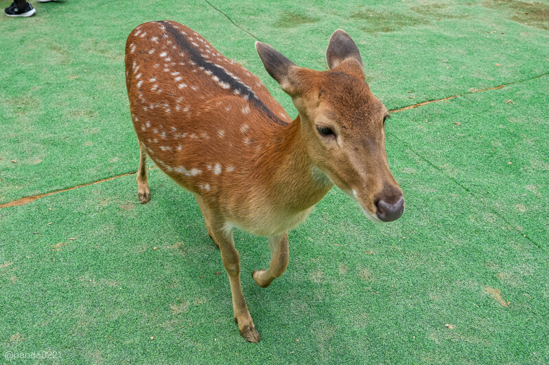 新竹香山｜廢物媽媽育兒農場．全園區採網路預約制！零距離可愛動物餵食，水豚君、梅花鹿、黑鼻羊、浣熊等～