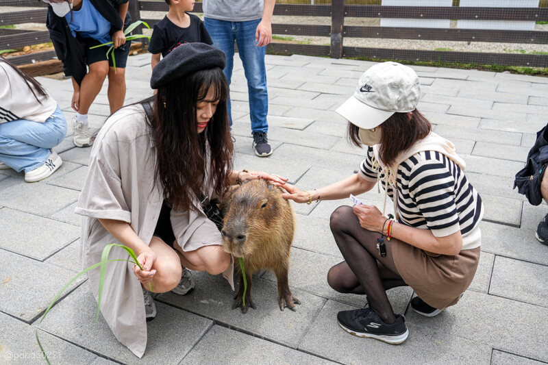 新竹香山｜廢物媽媽育兒農場．全園區採網路預約制！零距離可愛動物餵食，水豚君、梅花鹿、黑鼻羊、浣熊等～