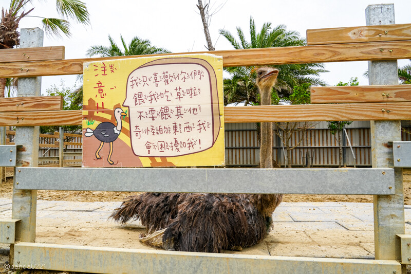 新竹香山｜廢物媽媽育兒農場．全園區採網路預約制！零距離可愛動物餵食，水豚君、梅花鹿、黑鼻羊、浣熊等～