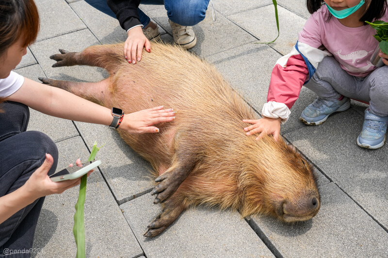 新竹香山｜廢物媽媽育兒農場．全園區採網路預約制！零距離可愛動物餵食，水豚君、梅花鹿、黑鼻羊、浣熊等～